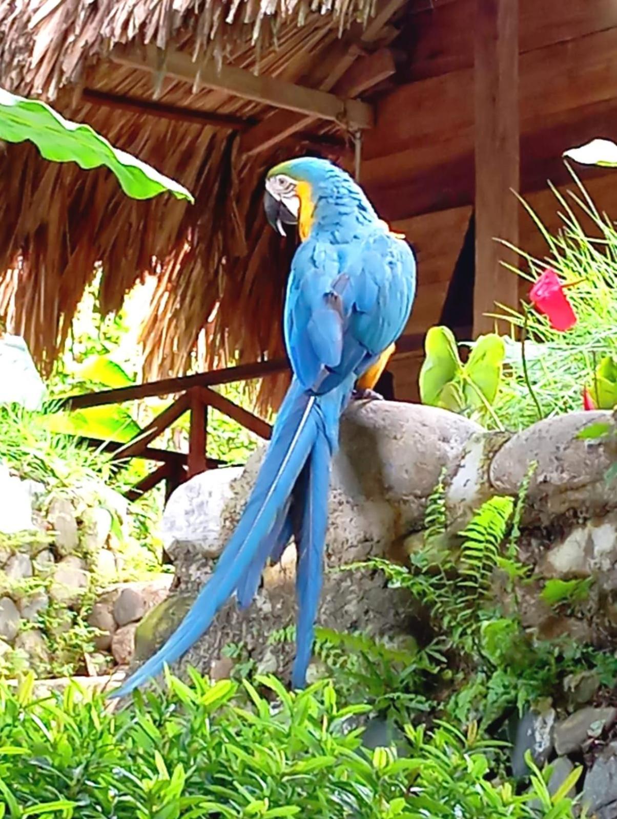 Ecocabanas Diosa Jaguar Tayrona La Esmeralda  Ngoại thất bức ảnh